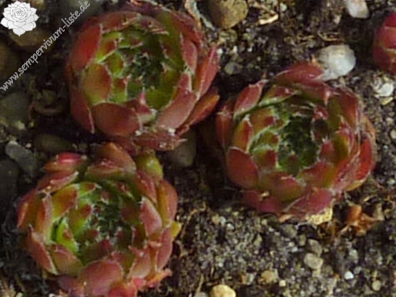 barbulatum (oligotrichum)