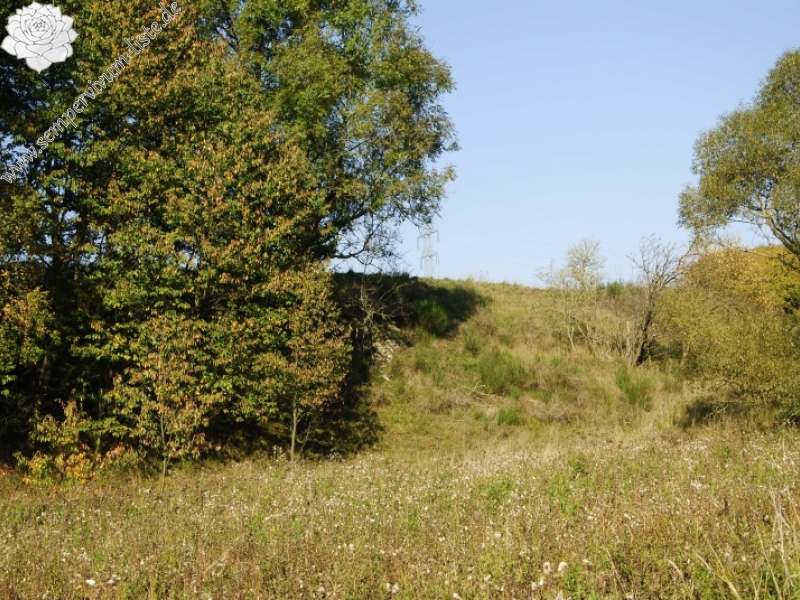 globiferum ssp. globiferum from Zlatá Hvězda