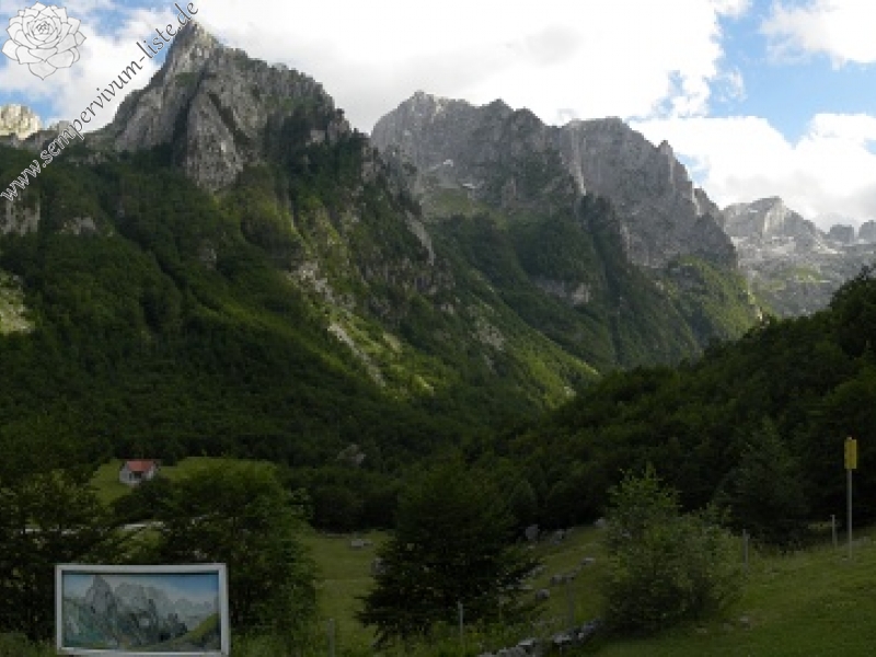 kosaninii from Valušnica (unten)