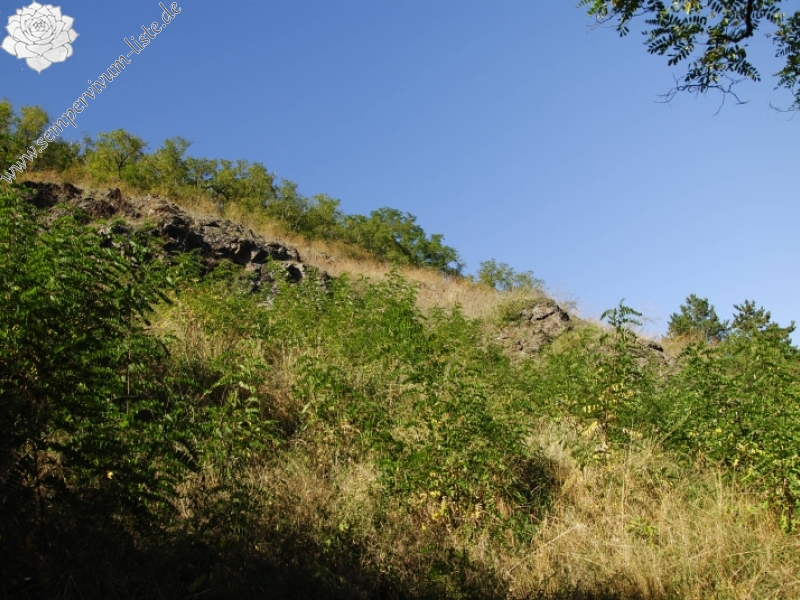 globiferum ssp. globiferum from Trubínský vrch