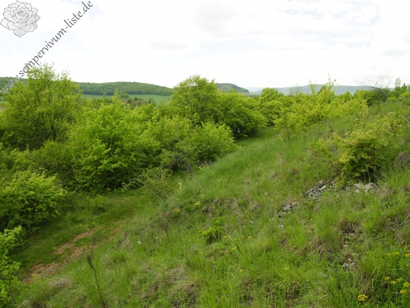 globiferum ssp. globiferum from Srbsko, Steinbruch Na Chlumu