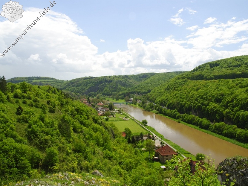 globiferum ssp. globiferum from Srbsko, oberhalb
