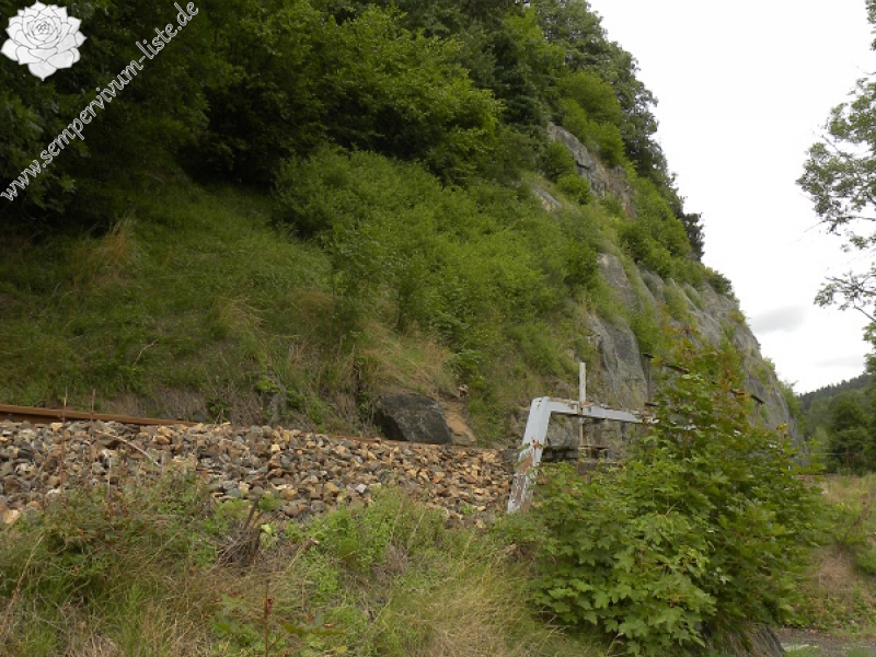 globiferum ssp. globiferum from Bečov nad Teplou, Eisenbahn