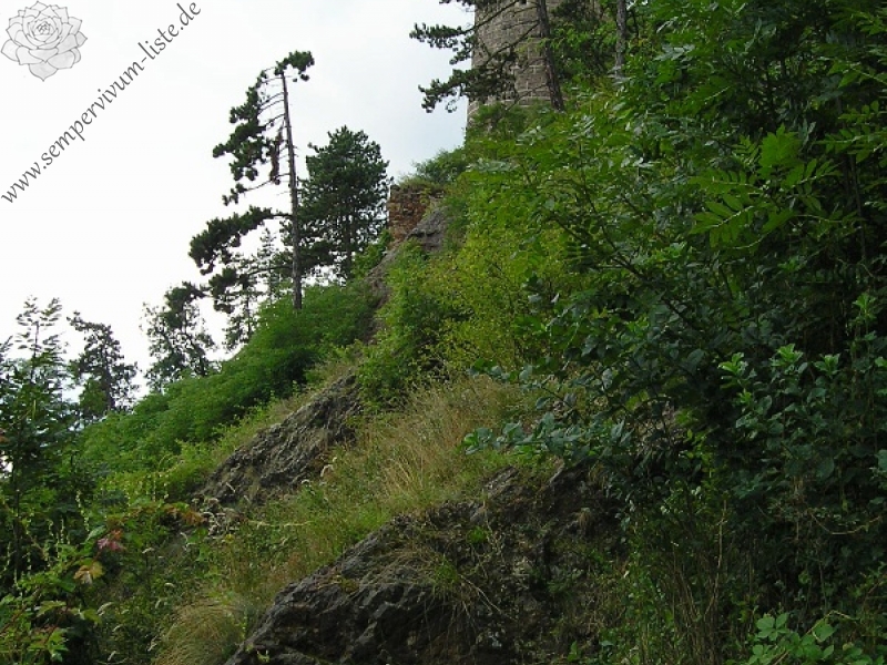 globiferum ssp. globiferum from Burg Žebrák, Točník