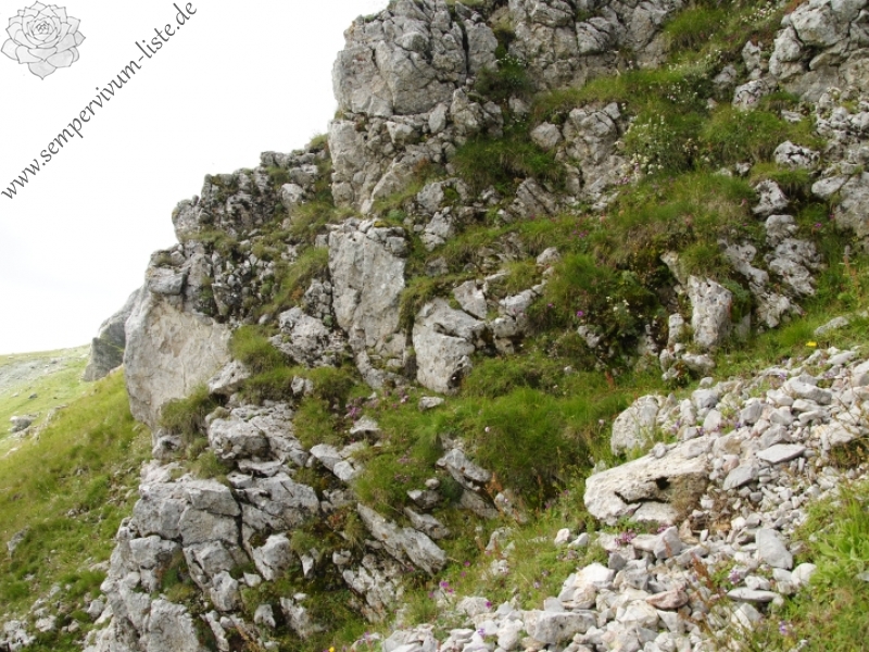 sp. from Bijak Dorok, O Abhang