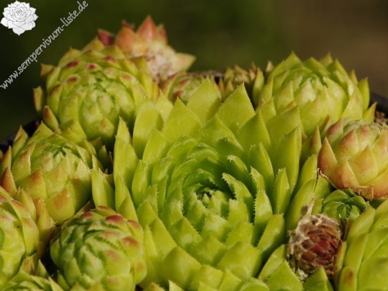 globiferum ssp. globiferum from Lipovec, Velká Dohoda