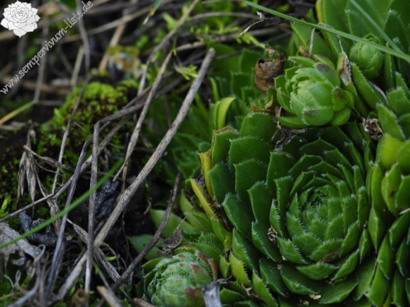 globiferum ssp. globiferum from Zlatá Hvězda