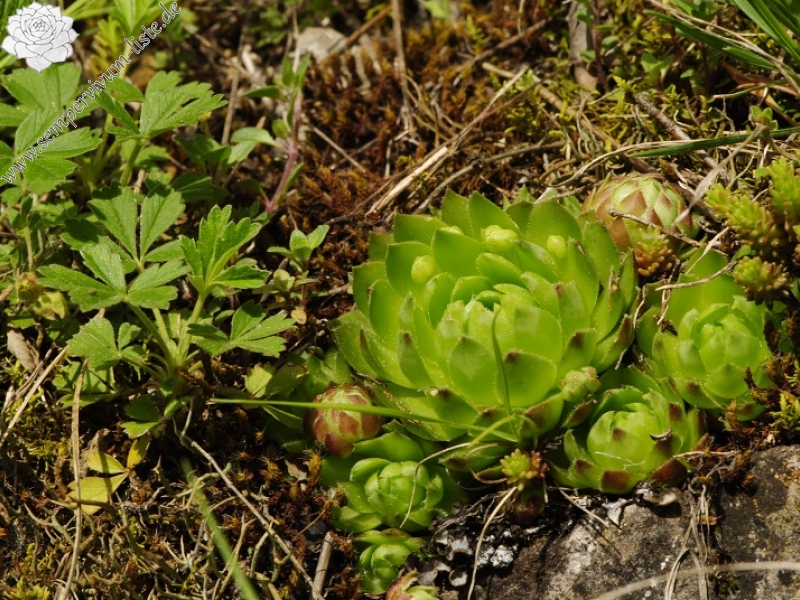 globiferum ssp. globiferum from Srbsko, Steinbruch Na Chlumu