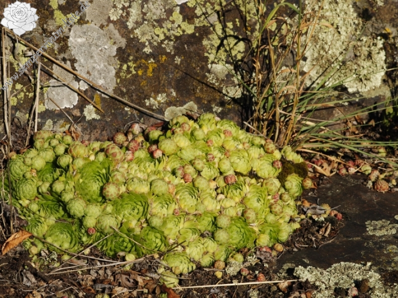 globiferum ssp. globiferum from Statíková skála