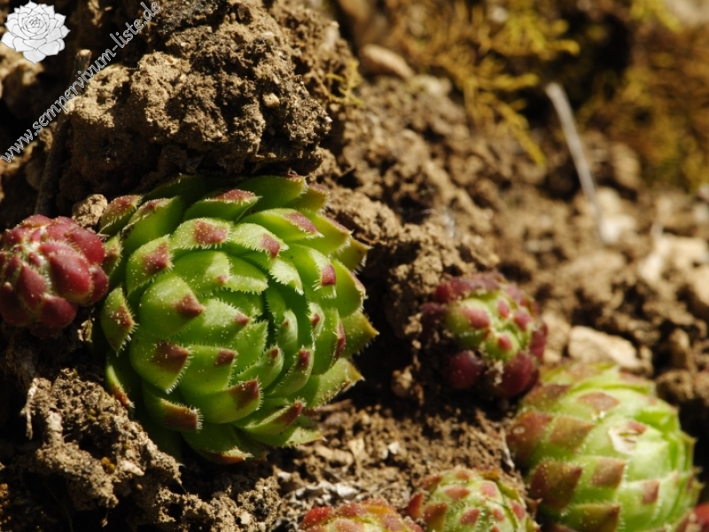globiferum ssp. globiferum from Sušice, über der Tankstelle