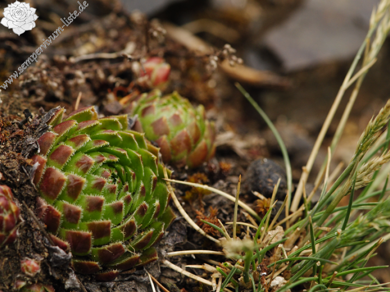 globiferum ssp. globiferum from Týřov