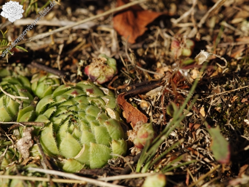globiferum ssp. globiferum from Hudlická skála