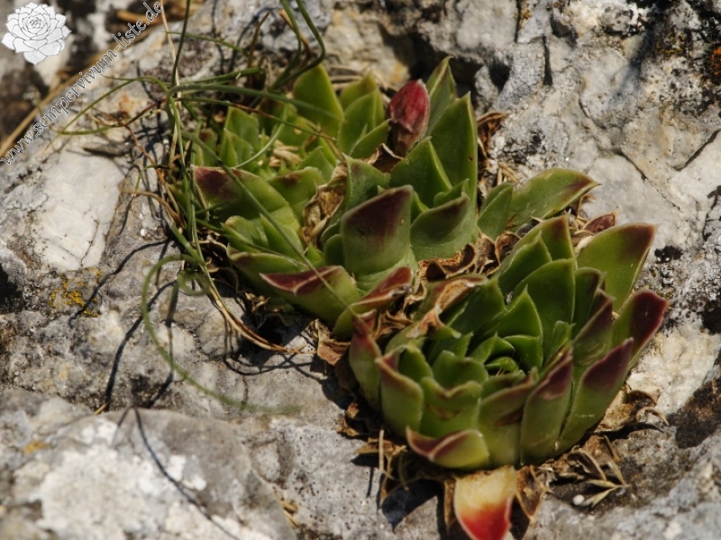 heuffelii from Yagodina, Ushite