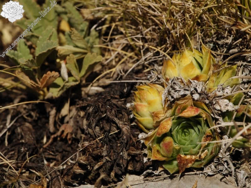 heuffelii from Kobilini steni, Süd
