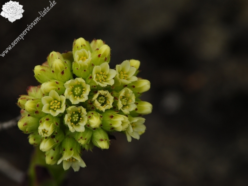heuffelii from Sattel zwischen Sokolov vis und Veliki krš