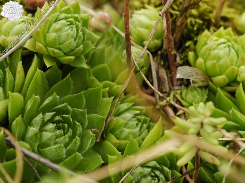 globiferum ssp. hirtum from Bratislava, Parlament