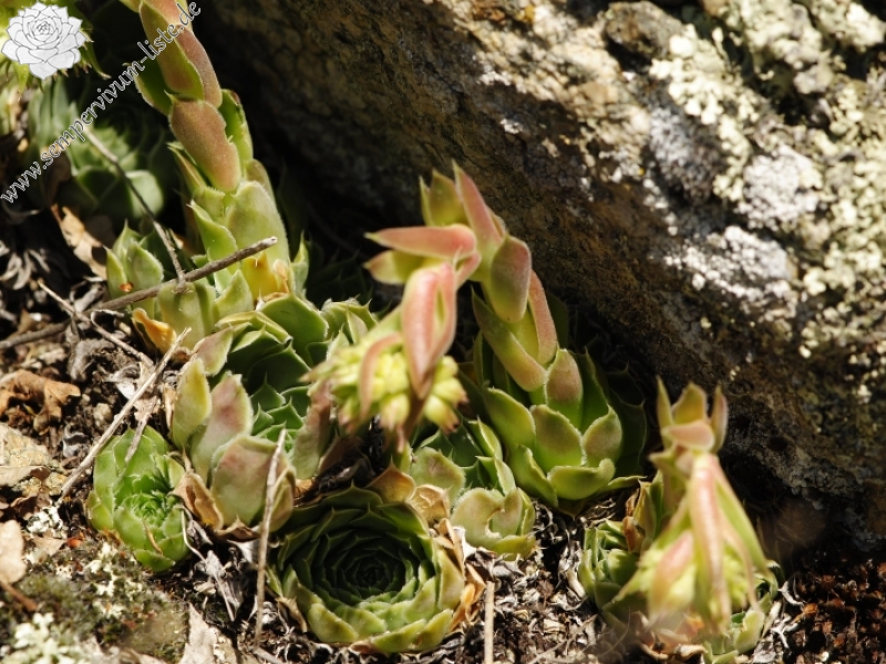heuffelii from Kozjak, SO Abhang
