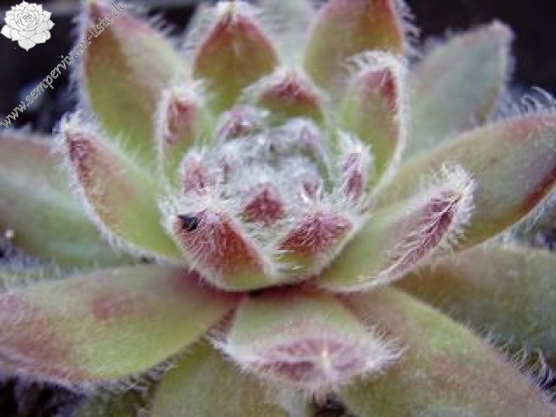 fauconnetii (x angustifolium)