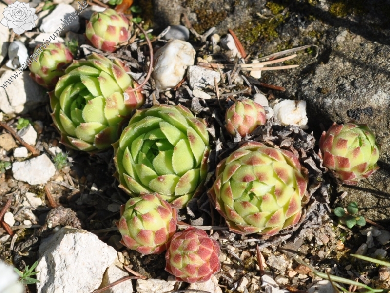 cantabricum ssp. urbionense