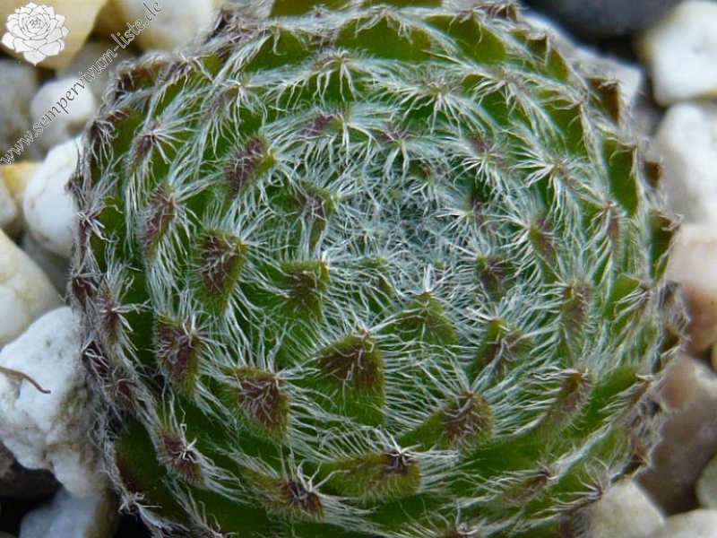 ciliosum ssp. octopodes from Mali Hat