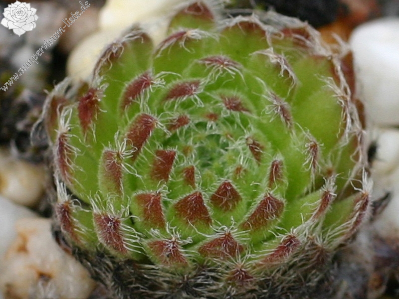 ciliosum from Strumska Dolina