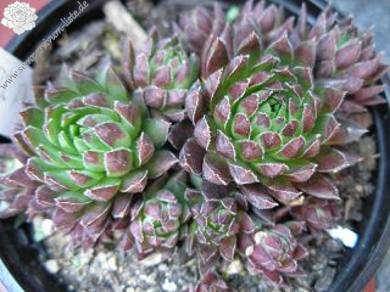 globiferum ssp. hirtum from Col d'Aubisque
