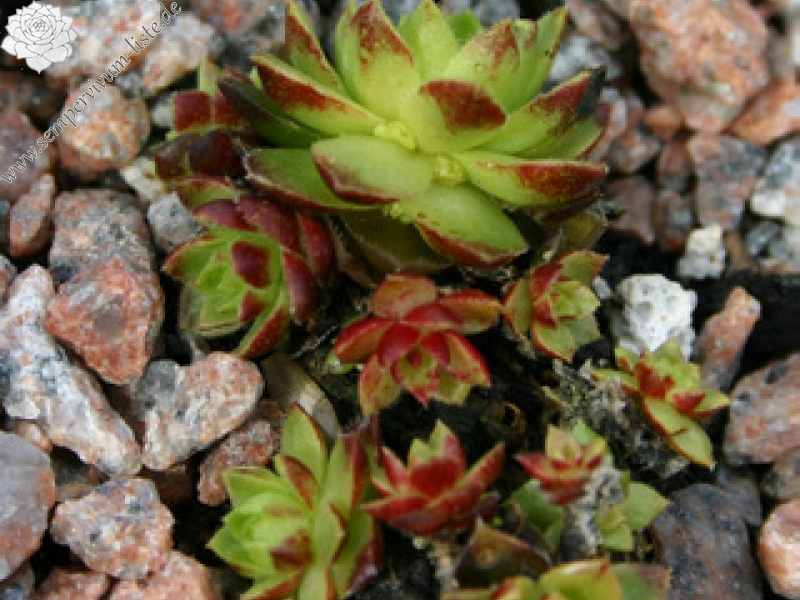 globiferum ssp. hirtum from Falkenstein