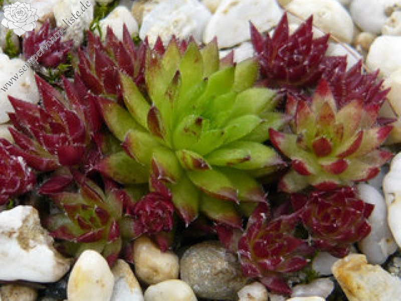 globiferum ssp. hirtum from Margarethen