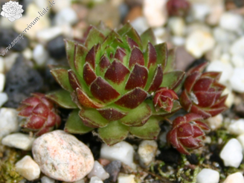 globiferum ssp. hirtum from Vysoke Tatry
