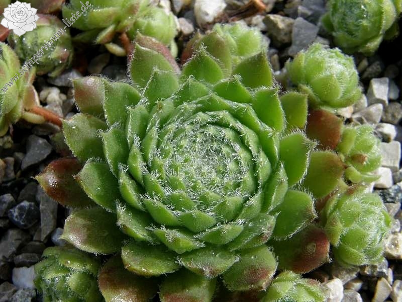 Kannos Cobweb