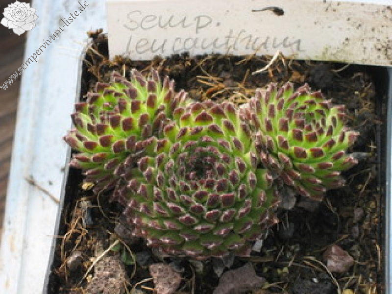leucanthum