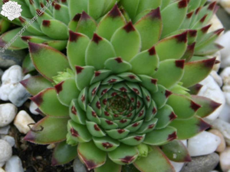 calcareum from Céüse (Typ nanus) 5