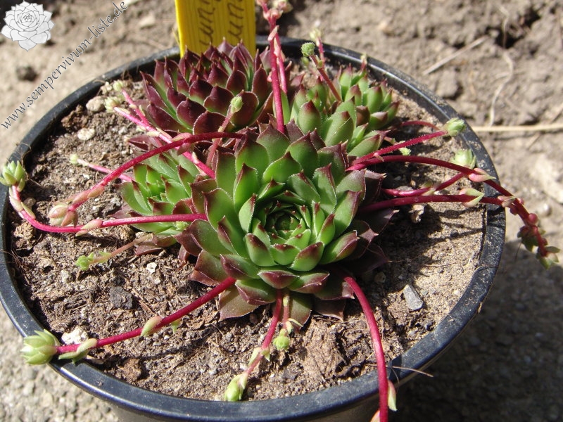 marmoreum (rubrifolium)