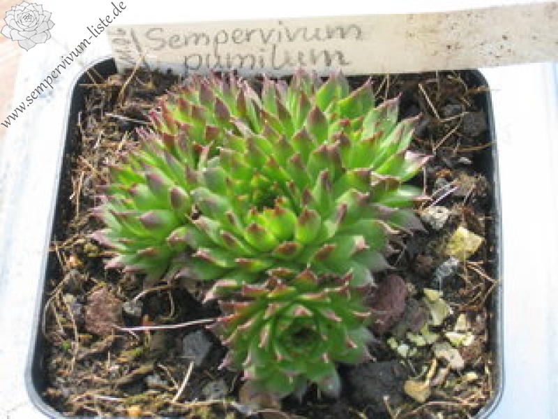 pumilum