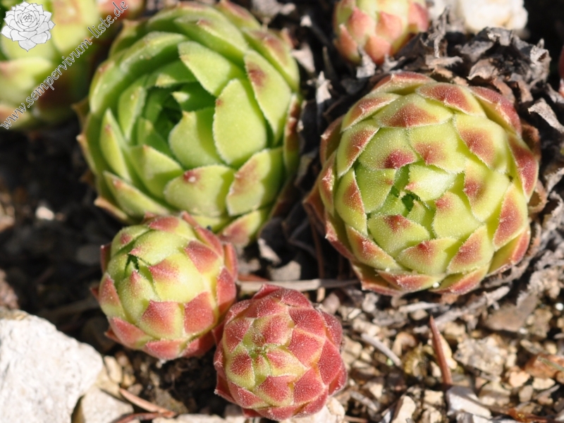 cantabricum ssp. urbionense