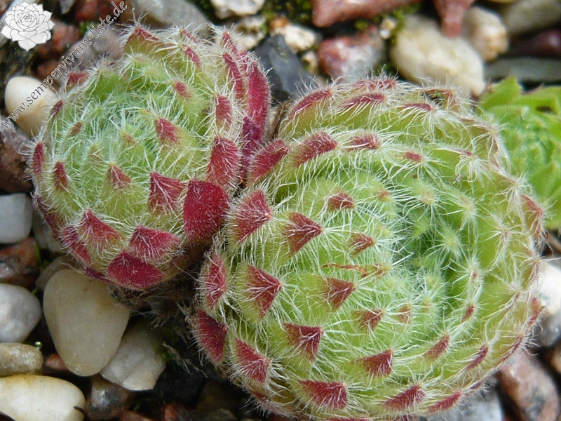 ciliosum from Strumska Dolina