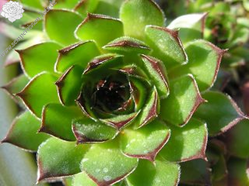 kosaninii from Koprivnik