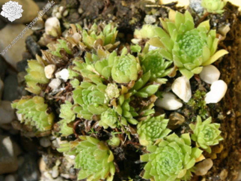pumilum