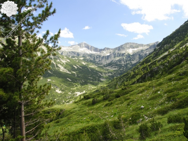 heuffelii from Vihren - O Abhang