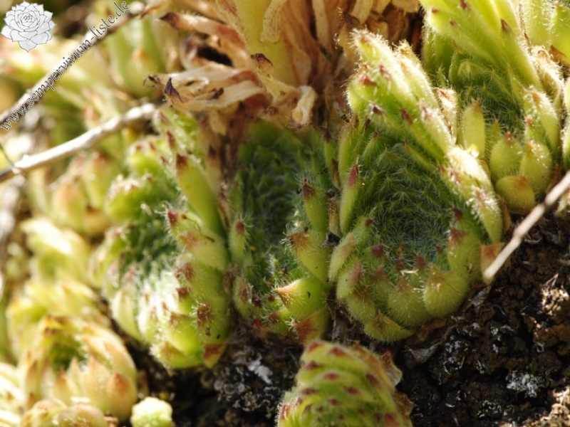 leucanthum from Dalgia Rid, unten