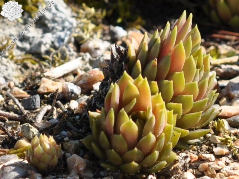 marmoreum ssp. ballsii