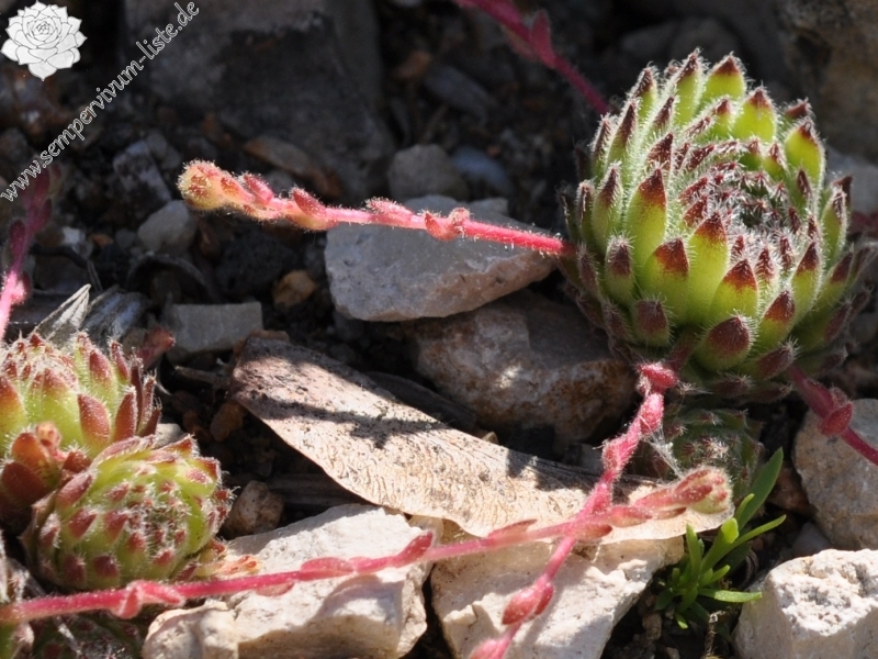 ciliosum ssp. octopodes