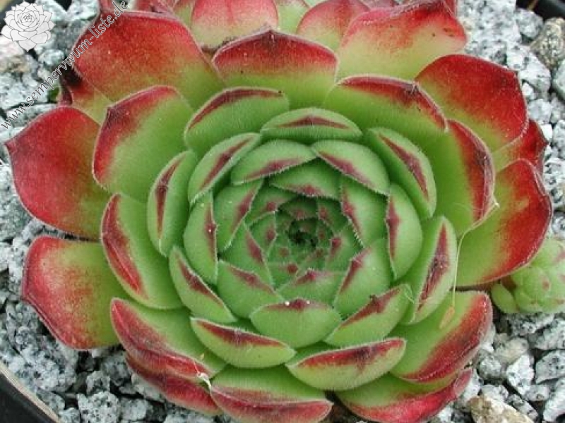 sp. from Nemrut Dagh