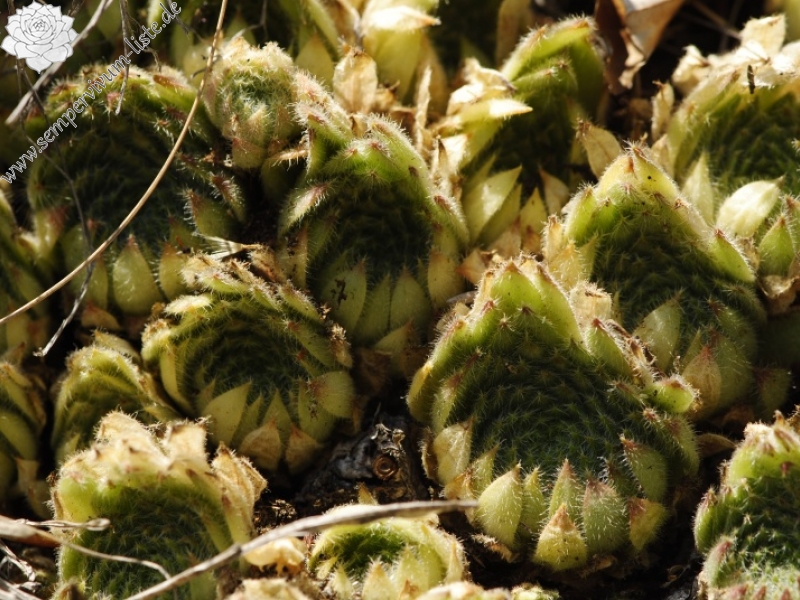 leucanthum from Dalgia Rid, unten