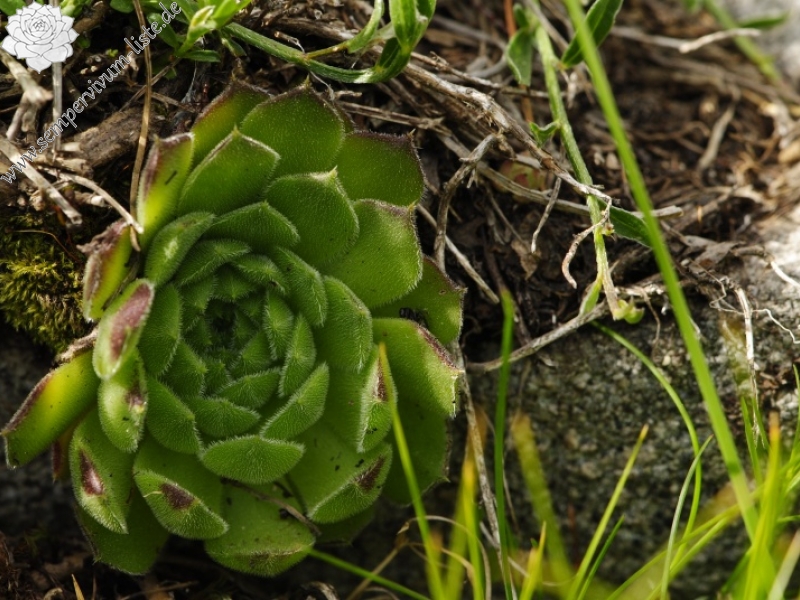 heuffelii from Vihren - O Abhang
