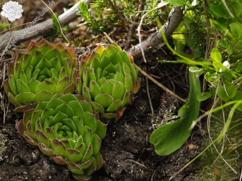heuffelii from Vihren - O Abhang