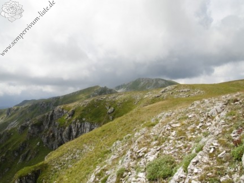 heuffelii from Manastirište