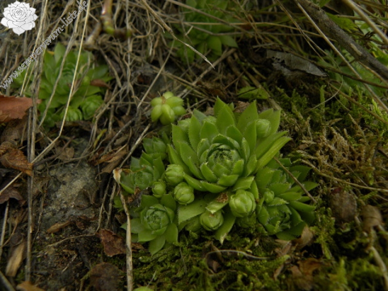 globiferum ssp. globiferum from Krsy