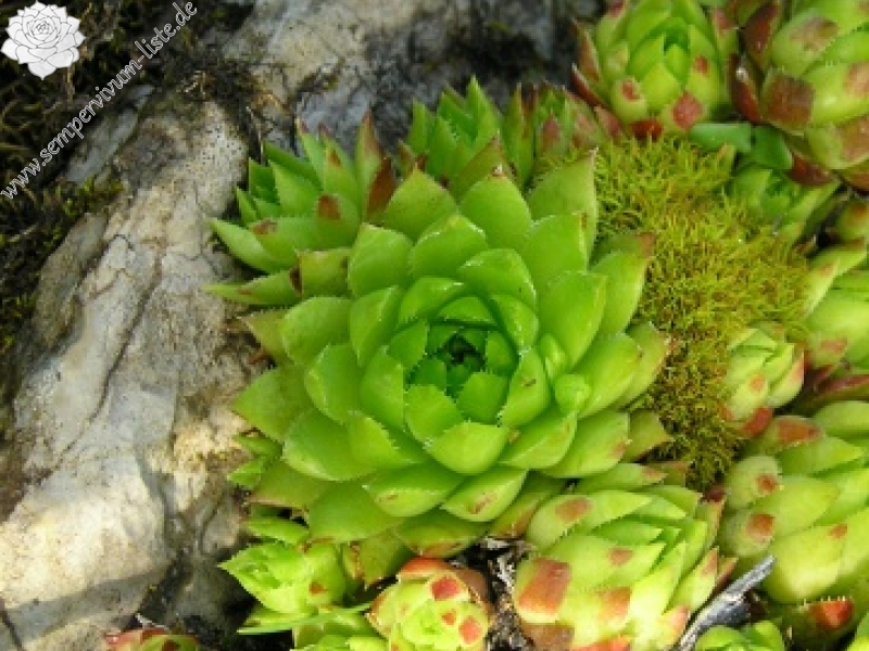 globiferum ssp. hirtum (preissianum) from Zvolen