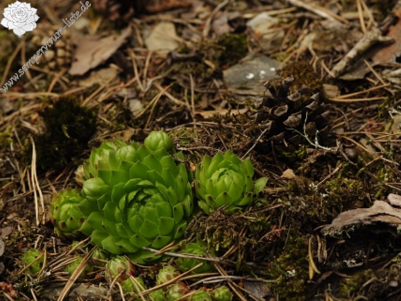 globiferum ssp. globiferum from Čerňovice (südöstl.)